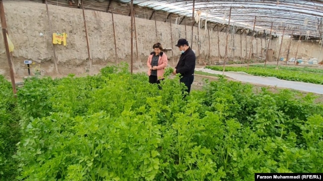 Супруги выращивают овощи для рабочих «Таджикско-китайской горно-промышленной компании»
